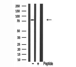Invitrogen DCAMKL2 Polyclonal Antibody 100 &mu;L; Unconjugated:Antibodies,