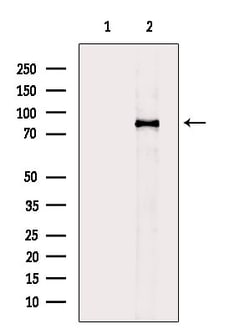 Invitrogen DCAMKL2 Polyclonal Antibody 100 &mu;L; Unconjugated:Antibodies,