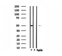 Invitrogen CABC1 Polyclonal Antibody 100 &mu;L; Unconjugated:Antibodies,