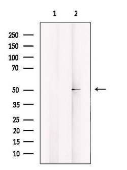Invitrogen CABC1 Polyclonal Antibody 100 &mu;L; Unconjugated:Antibodies,