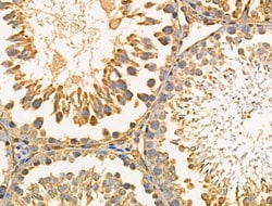 Invitrogen PARD3 Polyclonal Antibody 100 &mu;L; Unconjugated:Antibodies,