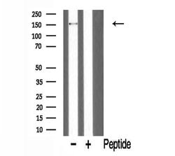 Invitrogen PARD3 Polyclonal Antibody 100 &mu;L; Unconjugated:Antibodies,