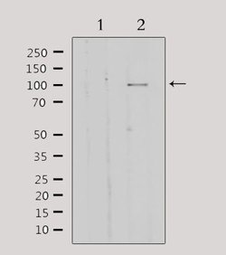 Invitrogen GTF3C2 Polyclonal Antibody 100 μL; Unconjugated:Antibodies,