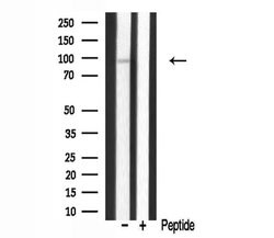 Invitrogen HPK1 Polyclonal Antibody 100 &mu;L | Buy Online | Invitrogen&trade; | Fisher Scientific