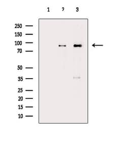 Invitrogen HPK1 Polyclonal Antibody 100 &mu;L | Buy Online | Invitrogen&trade; | Fisher Scientific