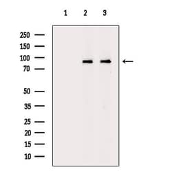 Invitrogen HPK1 Polyclonal Antibody 100 &mu;L | Buy Online | Invitrogen&trade; | Fisher Scientific