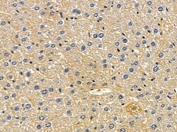 Invitrogen SLC22A18 Polyclonal Antibody 100 &mu;L; Unconjugated:Antibodies,