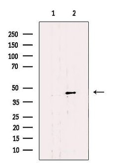 Invitrogen SLC22A18 Polyclonal Antibody 100 &mu;L; Unconjugated:Antibodies,