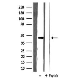 Invitrogen SLC22A18 Polyclonal Antibody 100 &mu;L; Unconjugated:Antibodies,
