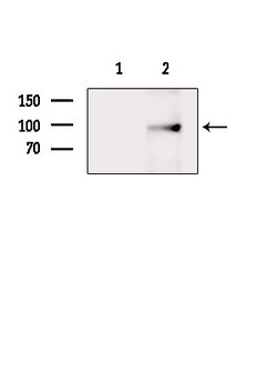 Invitrogen MASTL Polyclonal Antibody 100 μL; Unconjugated:Antibodies,