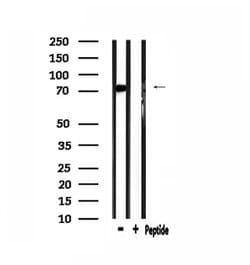 Invitrogen ATF6-beta Polyclonal Antibody 100 &mu;L; Unconjugated:Antibodies,