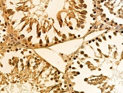 Invitrogen ATF6-beta Polyclonal Antibody 100 &mu;L; Unconjugated:Antibodies,