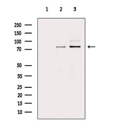 Invitrogen ATF6-beta Polyclonal Antibody 100 &mu;L; Unconjugated:Antibodies,