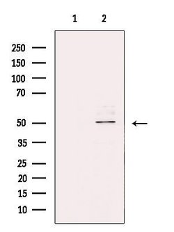 Invitrogen ZNF436 Polyclonal Antibody 100 &mu;L; Unconjugated:Antibodies,