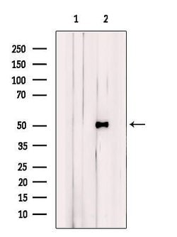 Invitrogen BHLHE41 Polyclonal Antibody 100 &mu;L; Unconjugated:Antibodies,