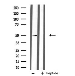 Invitrogen MUC13 Polyclonal Antibody 100 &mu;L; Unconjugated:Antibodies,