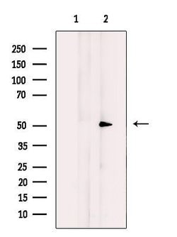 Invitrogen MUC13 Polyclonal Antibody 100 &mu;L; Unconjugated:Antibodies,