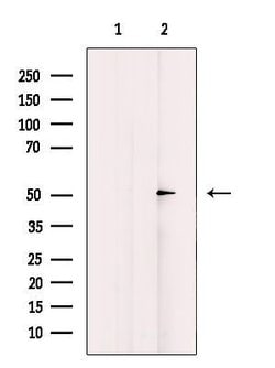 Invitrogen AZI2 Polyclonal Antibody 100 &mu;L | Buy Online | Invitrogen&trade; | Fisher Scientific