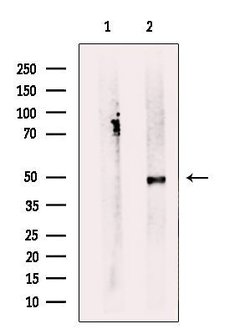 Invitrogen SERC1 Polyclonal Antibody 100 &mu;L; Unconjugated:Antibodies,