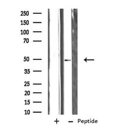 Invitrogen SERC1 Polyclonal Antibody 100 &mu;L; Unconjugated:Antibodies,