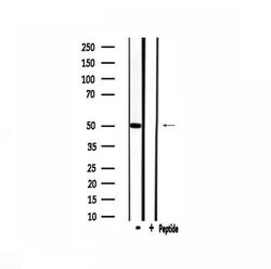 Invitrogen FOXD3 Polyclonal Antibody 100 μL; Unconjugated:Antibodies,