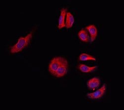 Invitrogen 14-3-3 gamma Polyclonal Antibody 100 μL; Unconjugated:Antibodies,