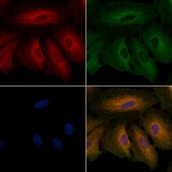 Invitrogen gamma Adducin Polyclonal Antibody 100 &mu;L; Unconjugated:Antibodies,