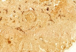 Invitrogen gamma Adducin Polyclonal Antibody 100 &mu;L; Unconjugated:Antibodies,