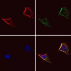 Invitrogen gamma Adducin Polyclonal Antibody 100 &mu;L; Unconjugated:Antibodies,