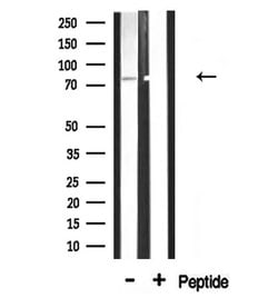 Invitrogen gamma Adducin Polyclonal Antibody 100 &mu;L; Unconjugated:Antibodies,