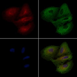 Invitrogen ARRDC3 Polyclonal Antibody 100 &mu;L; Unconjugated:Antibodies,