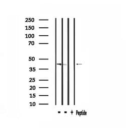 Invitrogen ARRDC3 Polyclonal Antibody 100 &mu;L; Unconjugated:Antibodies,
