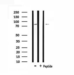 Invitrogen M-cadherin Polyclonal Antibody 100 &mu;L; Unconjugated:Antibodies,