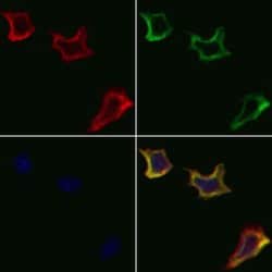 Invitrogen CDH9 Polyclonal Antibody 100 μL; Unconjugated:Antibodies,