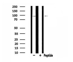 Invitrogen CDH9 Polyclonal Antibody 100 μL; Unconjugated:Antibodies,