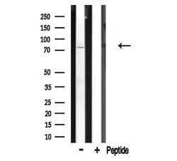 Invitrogen CDH9 Polyclonal Antibody 100 μL; Unconjugated:Antibodies,