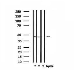 Invitrogen CADM2 Polyclonal Antibody 100 &mu;L; Unconjugated:Antibodies,