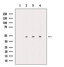 Invitrogen CADM2 Polyclonal Antibody 100 &mu;L; Unconjugated:Antibodies,