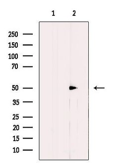 Invitrogen Cdc20 Polyclonal Antibody 100 &mu;L | Buy Online | Invitrogen&trade; | Fisher Scientific