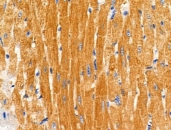 Invitrogen COX6C Polyclonal Antibody 100 &mu;L; Unconjugated:Antibodies,