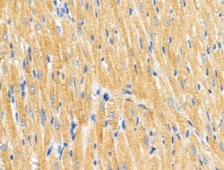 Invitrogen COX6C Polyclonal Antibody 100 &mu;L; Unconjugated:Antibodies,