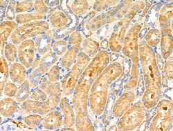Invitrogen COX6C Polyclonal Antibody 100 &mu;L; Unconjugated:Antibodies,