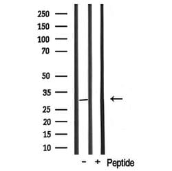 Invitrogen COX6C Polyclonal Antibody 100 &mu;L; Unconjugated:Antibodies,