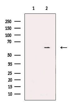 Invitrogen CYP26C1 Polyclonal Antibody 100 &mu;L; Unconjugated:Antibodies,