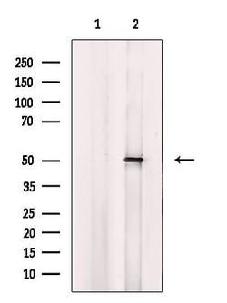 Invitrogen CYP4B1 Polyclonal Antibody 100 &mu;L; Unconjugated:Antibodies,