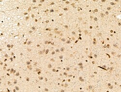 Invitrogen MLH3 Polyclonal Antibody 100 &mu;L; Unconjugated:Antibodies,