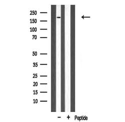 Invitrogen MLH3 Polyclonal Antibody 100 &mu;L; Unconjugated:Antibodies,