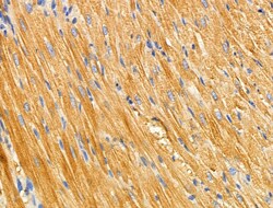 Invitrogen TRAF3IP3 Polyclonal Antibody 100 &mu;L | Buy Online | Invitrogen&trade; | Fisher Scientific