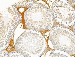 Invitrogen TRAF3IP3 Polyclonal Antibody 100 &mu;L | Buy Online | Invitrogen&trade; | Fisher Scientific