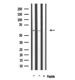 Invitrogen TRAF3IP3 Polyclonal Antibody 100 &mu;L | Buy Online | Invitrogen&trade; | Fisher Scientific